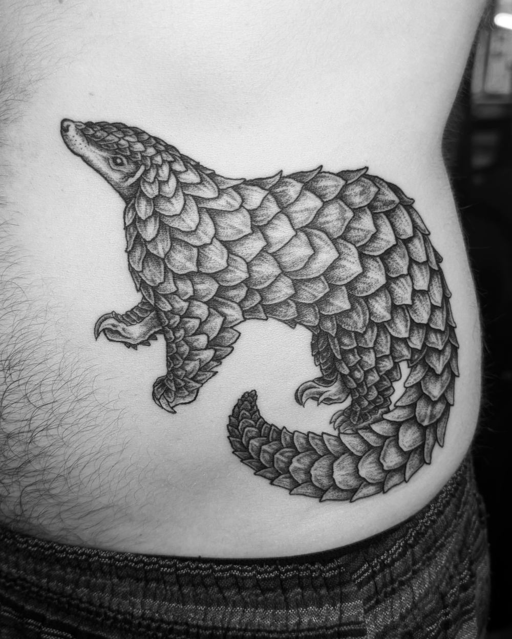 Pangolin – Custom